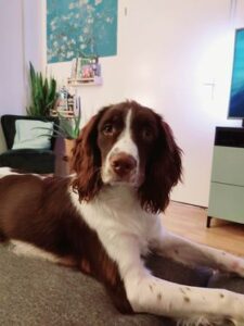 Stichting Zino Codie