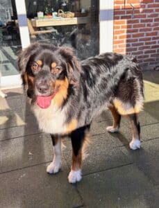 Stichting Zino Cooper