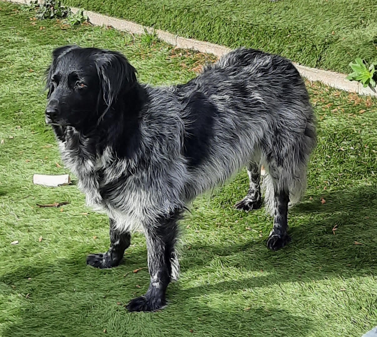 Stichting Zino Semmy