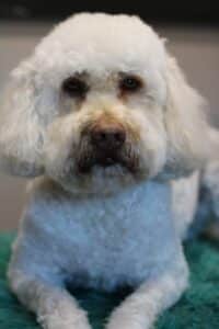 Stichting Zino Lizzy