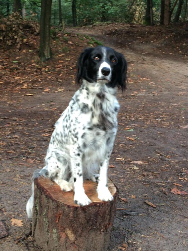 Stichting Zino Merel