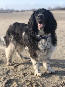 Stichting Zino Wolke