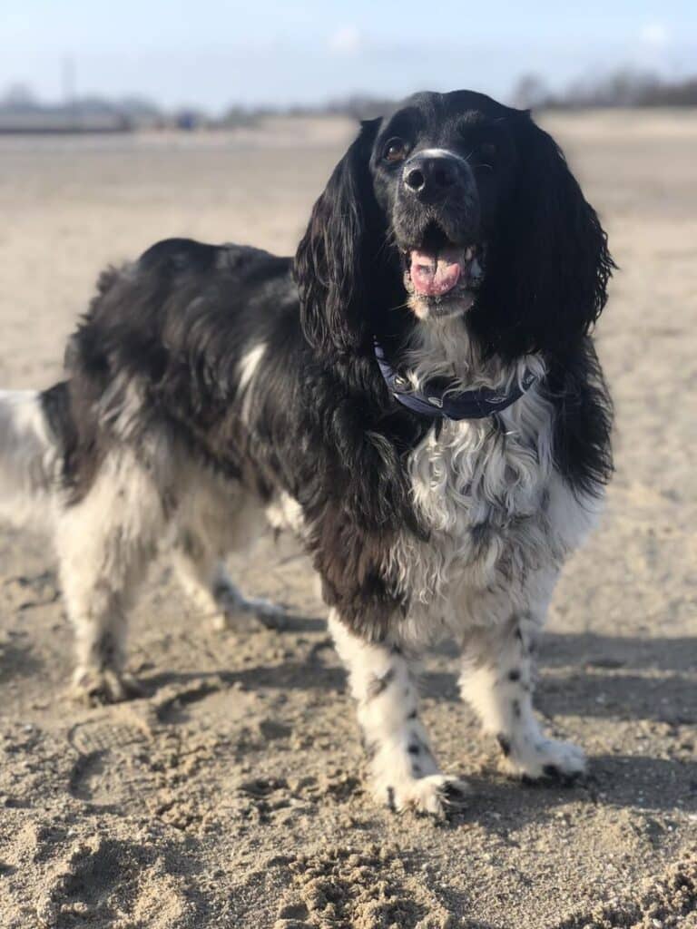 Stichting Zino Wolke