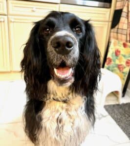 Stichting Zino Wolke