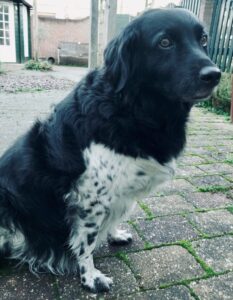 Stichting Zino Floortje