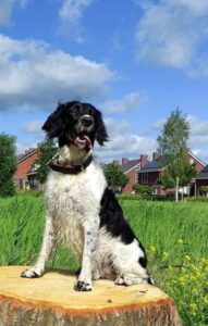 Stichting Zino Pablo