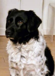 Stichting Zino Sjouke