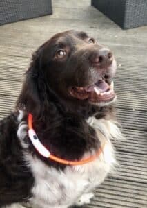 Stichting Zino Hidde