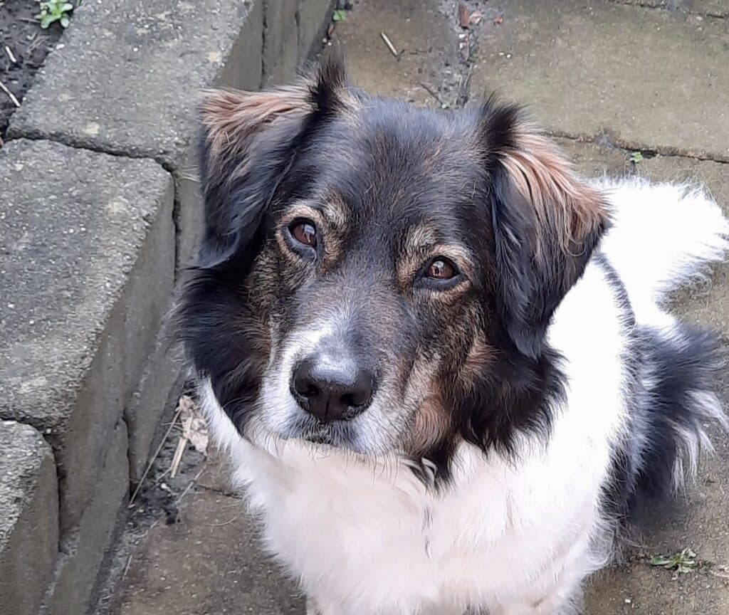 Stichting Zino Jurre