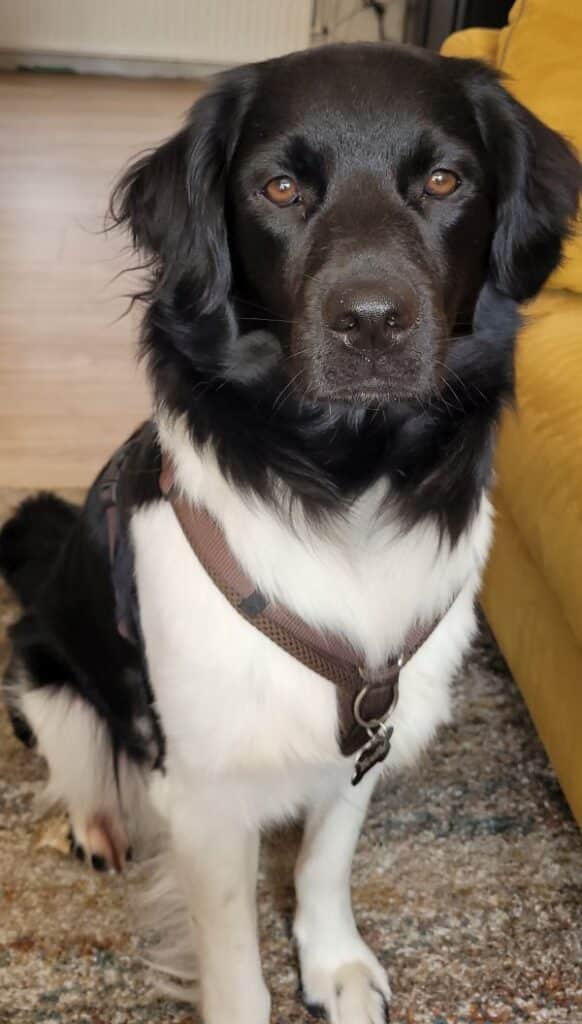 Stichting Zino Bodhi