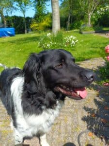 Stichting Zino Sipke