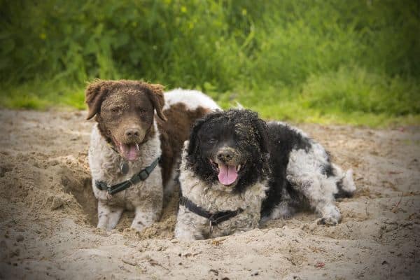 Stichting Zino Hondenspeeltuin