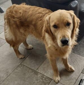 Stichting Zino Bobbi