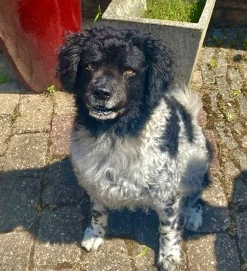 Stichting Zino Fimmie