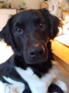 Stichting Zino Ollie