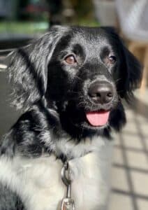 Stichting Zino Pippa