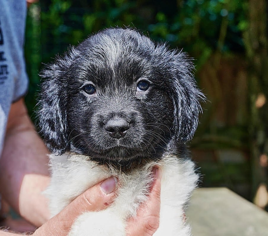 Stichting Zino Sting