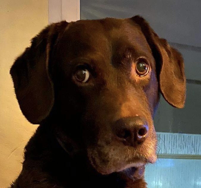 Stichting Zino Zorro