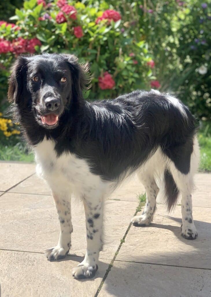 Stichting Zino Bingo