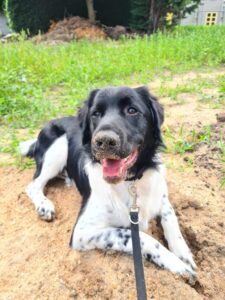 Stichting Zino Pippen