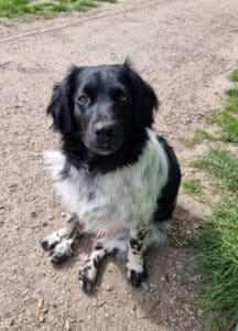 Stichting Zino Lotje