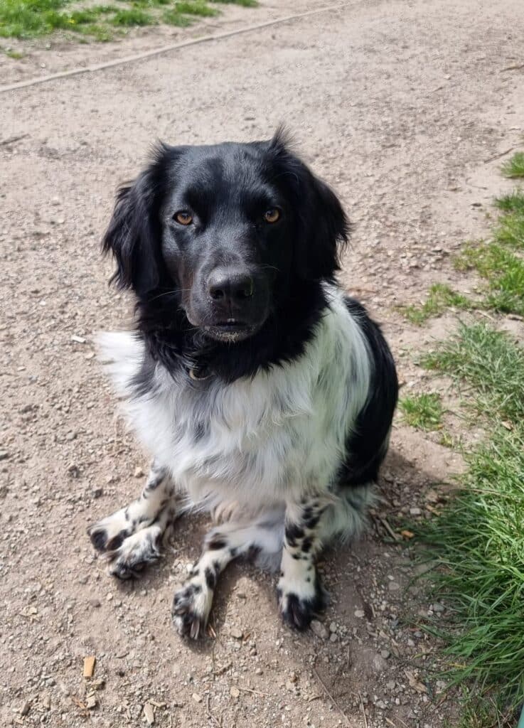 Stichting Zino Lotje