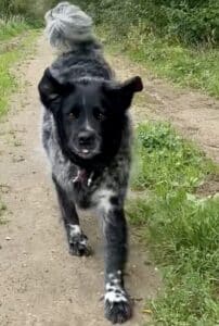 Stichting Zino Borre