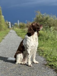 Stichting Zino Cooper