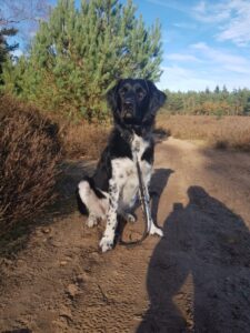 Stichting Zino Sibbe 2