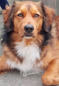 Stichting Zino Joepie