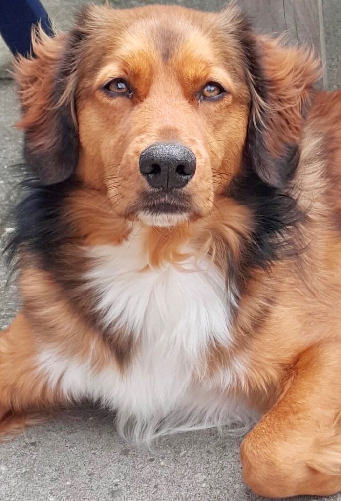 Stichting Zino Joepie