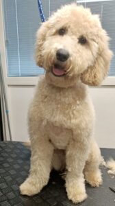 Stichting Zino Doris