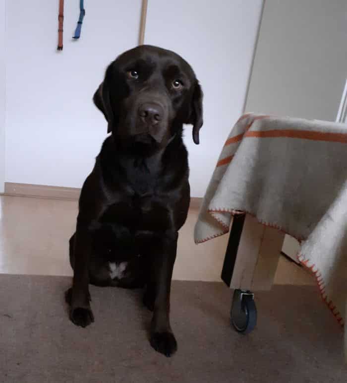 Stichting Zino Pluto