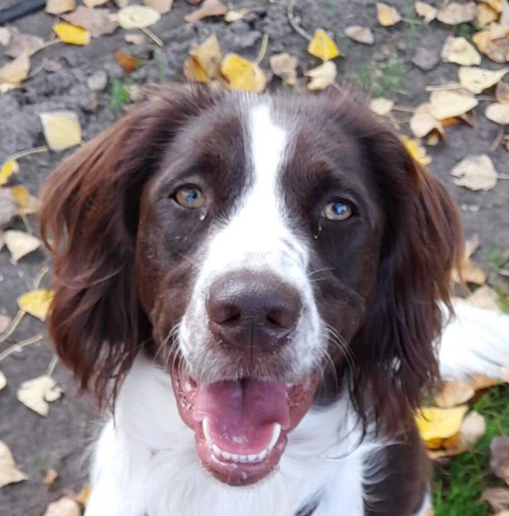 Stichting Zino Sammy