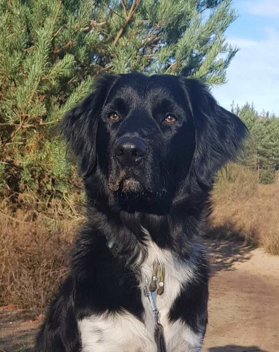 Stichting Zino Sibbe