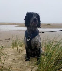 Stichting Zino Sjors