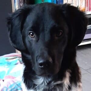 Stichting Zino Joppe