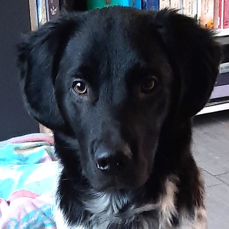 Stichting Zino Joppe