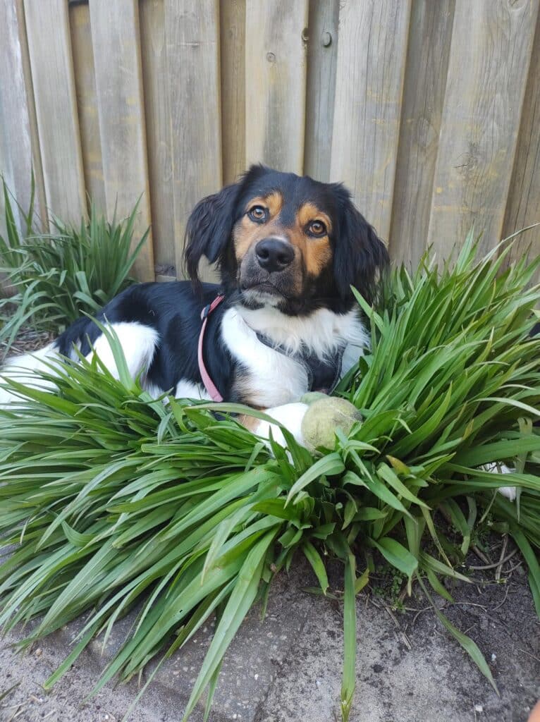 Stichting Zino Tibbe