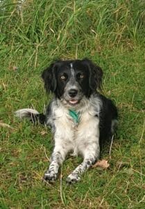 Stichting Zino Daisy