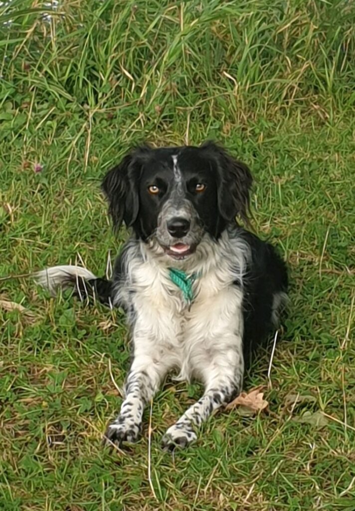 Stichting Zino Daisy