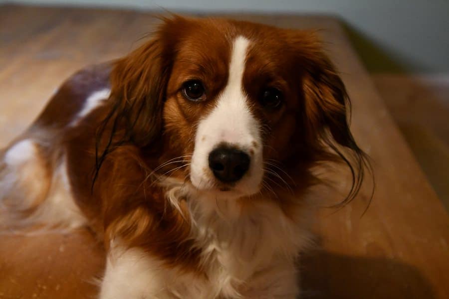 Stichting Zino Josje 2