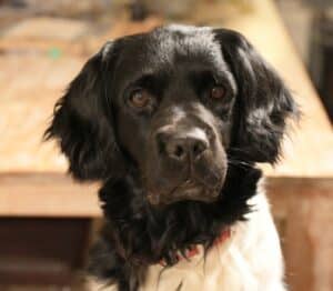 Stichting Zino Chubby