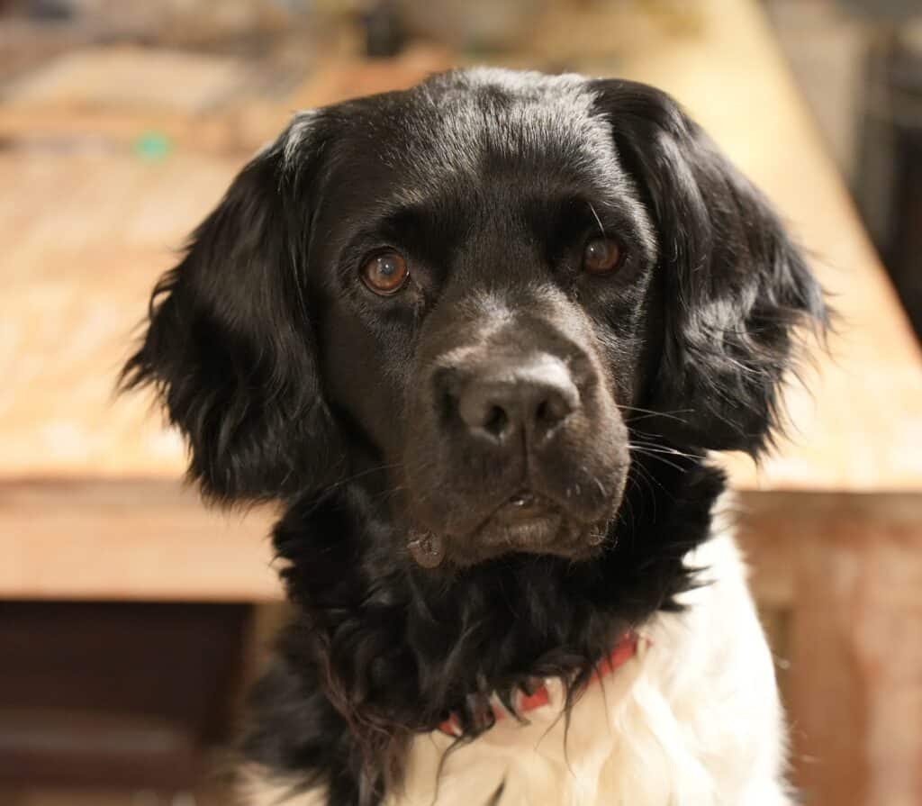 Stichting Zino Chubby