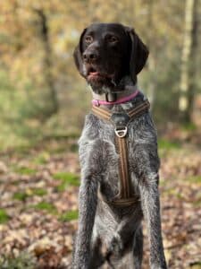 Stichting Zino Jinte