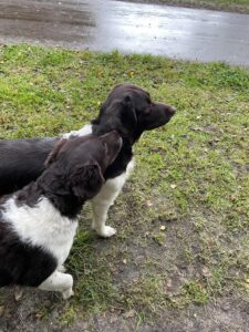 Stichting Zino Lisa en Diva