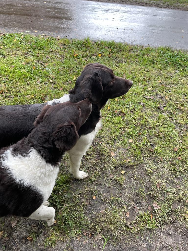 Stichting Zino Lisa en Diva