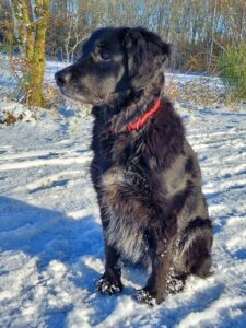 Stichting Zino Pien a