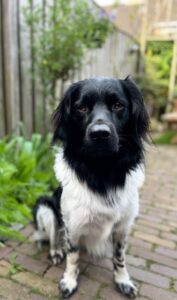 Stichting Zino Joep 1