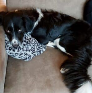 Stichting Zino Pasja